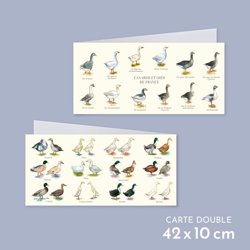 Carte postale pliée double des canards et oies de France