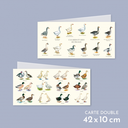 Carte postale pliée double des canards et oies de France