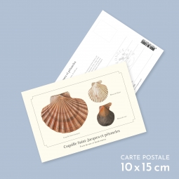 Coquille Saint-Jacques et...