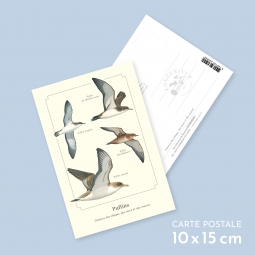 Puffins