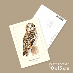 Hibou des marais
