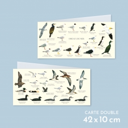 Oiseaux de mer
