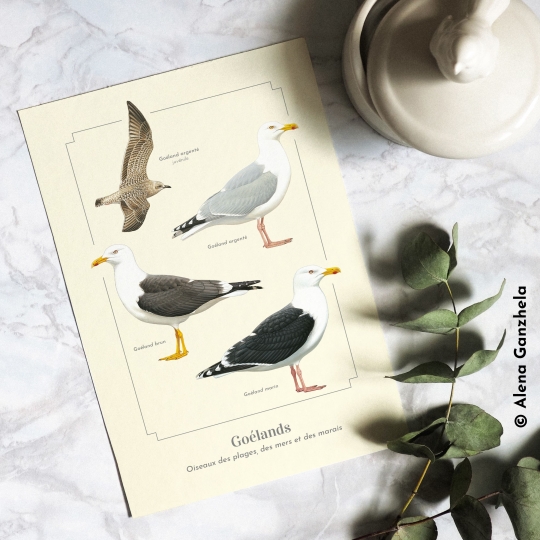 Carte postale Oiseaux des mers