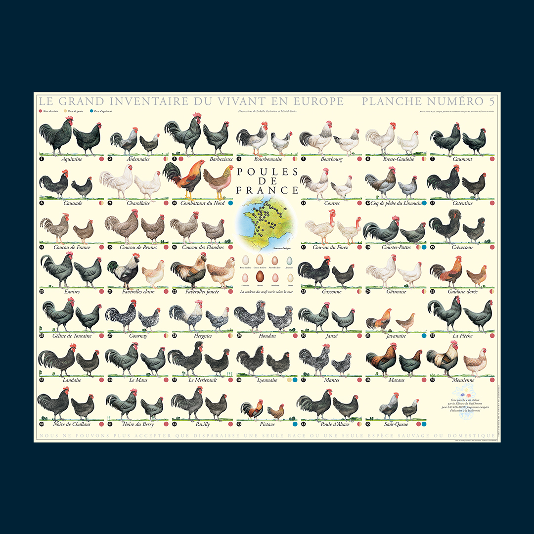 affiche poules de France.jpg